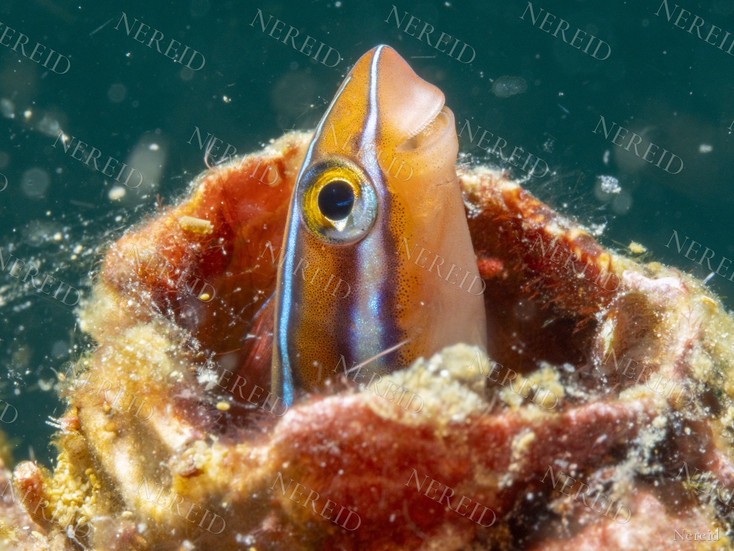 Close portrait of a blenny in a hole with a gold iris