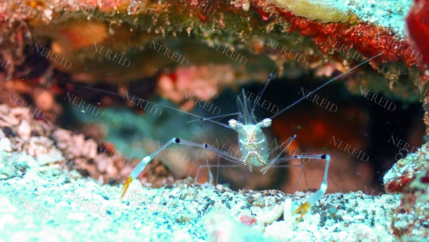 Transparent cave shrimp facing the camera with yellow-tipped claws
