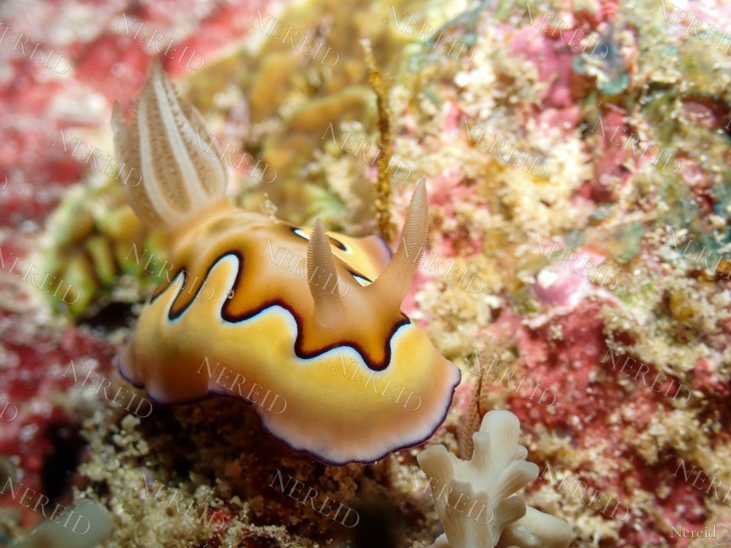 Coi's nudibranch with a wavy black and blue mantle line