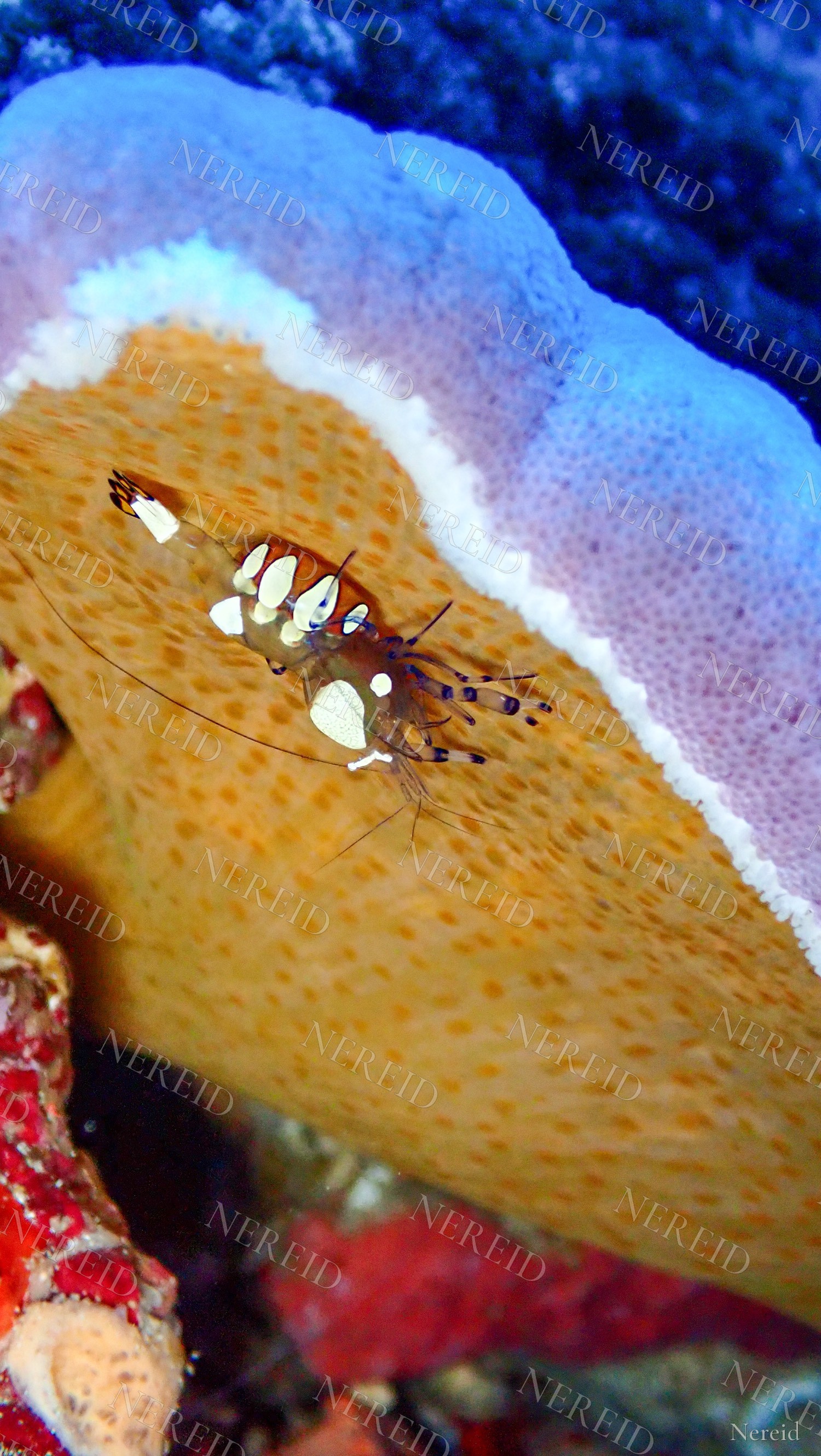 Commensal shrimp with white patches on an orange and purple sponge