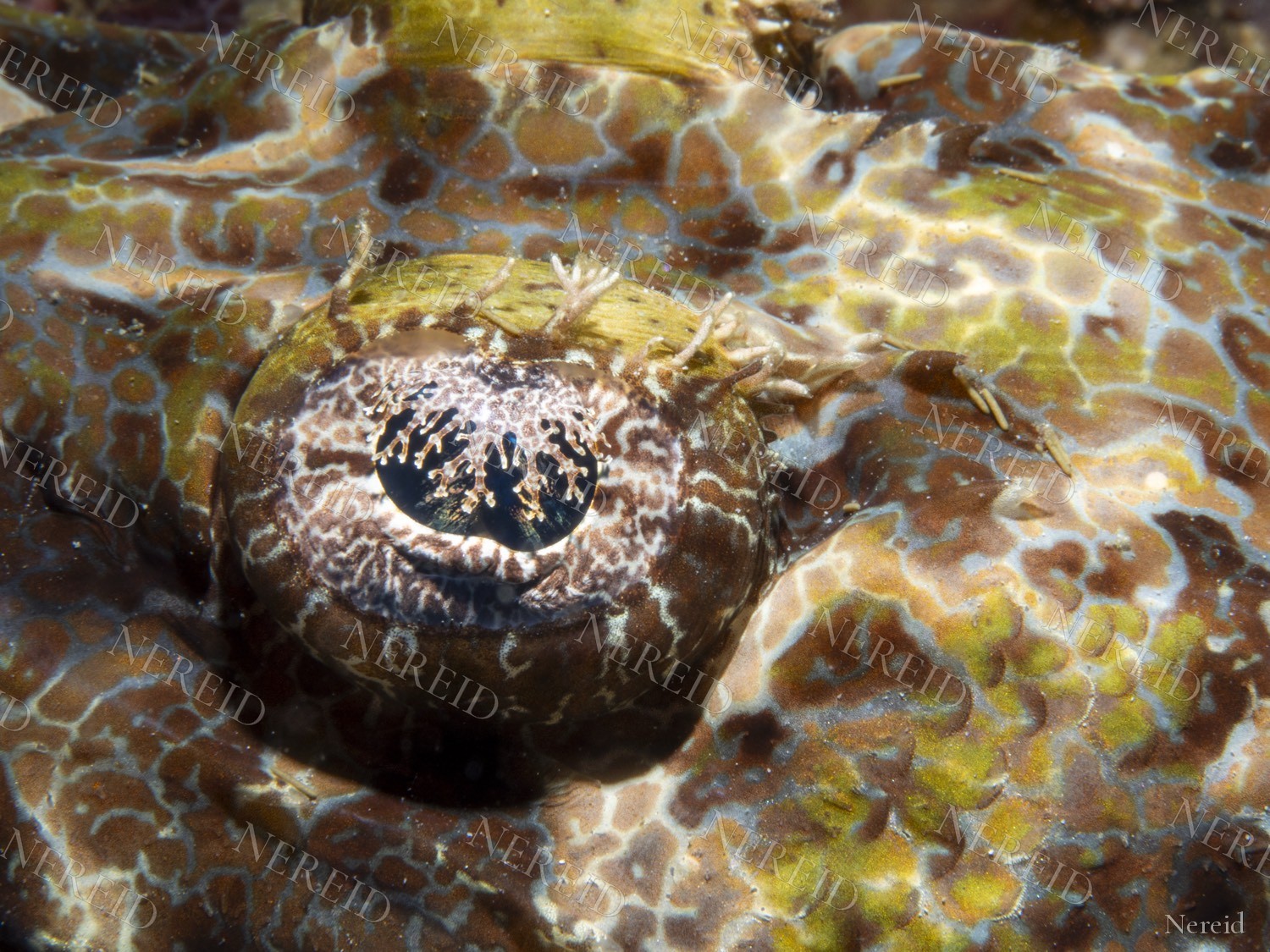 Close-up of a crocodilefish eye with a lacy iris