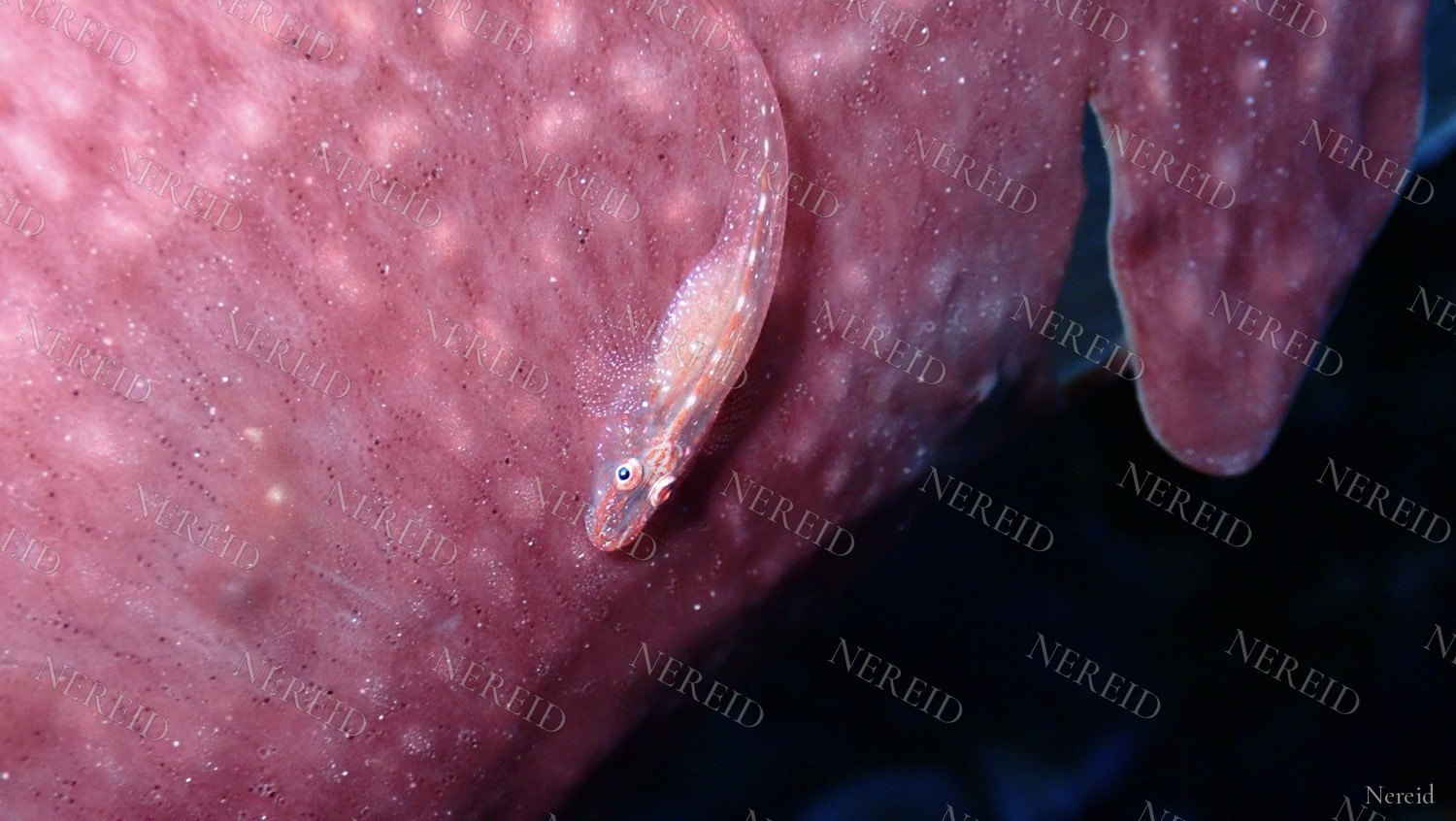 Translucent ghost goby clinging to a pink sponge