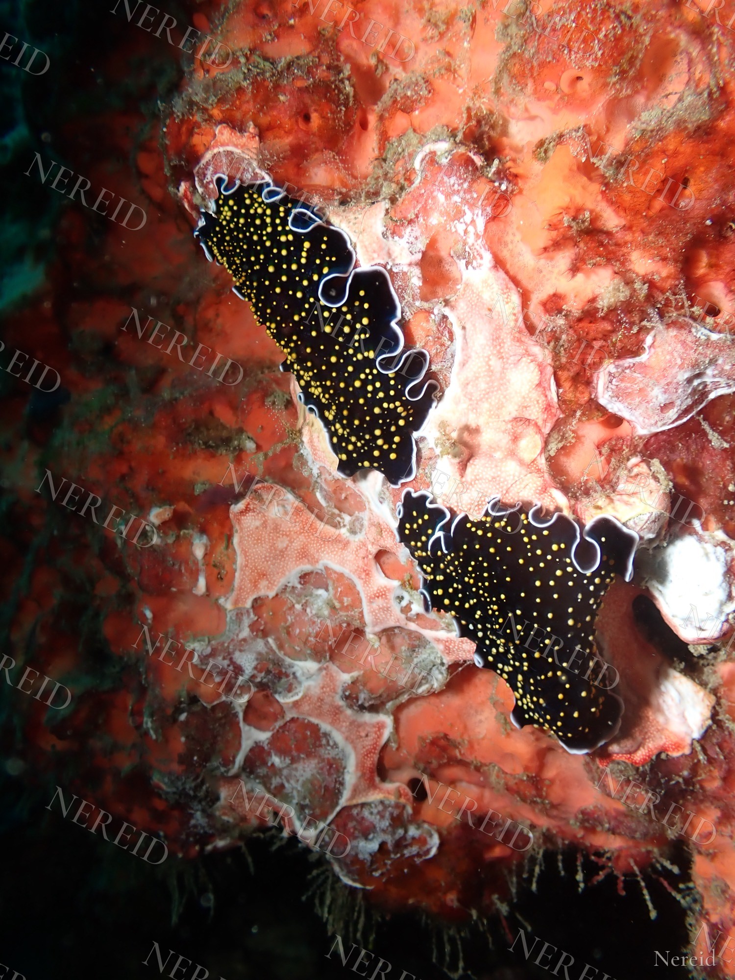 Two gold-speckled flatworms on an orange sponge