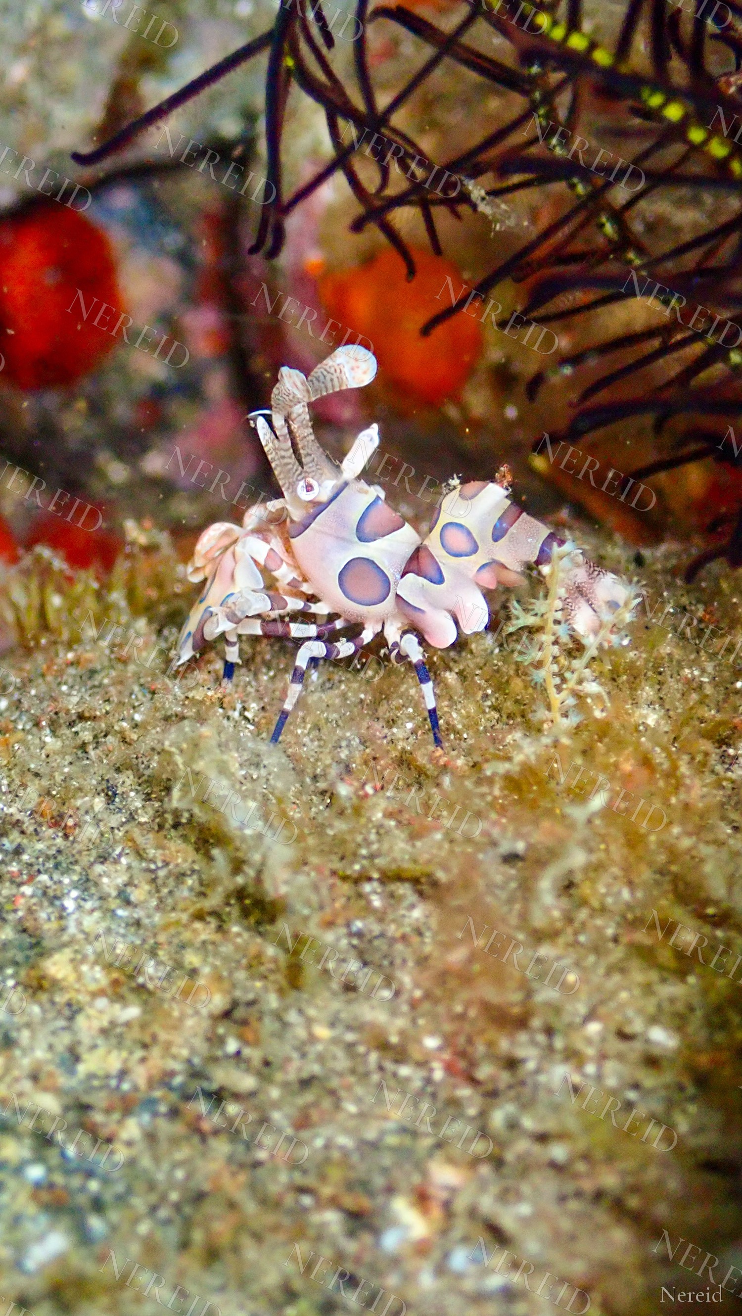Harlequin shrimp standing upright among sand and crinoid arms