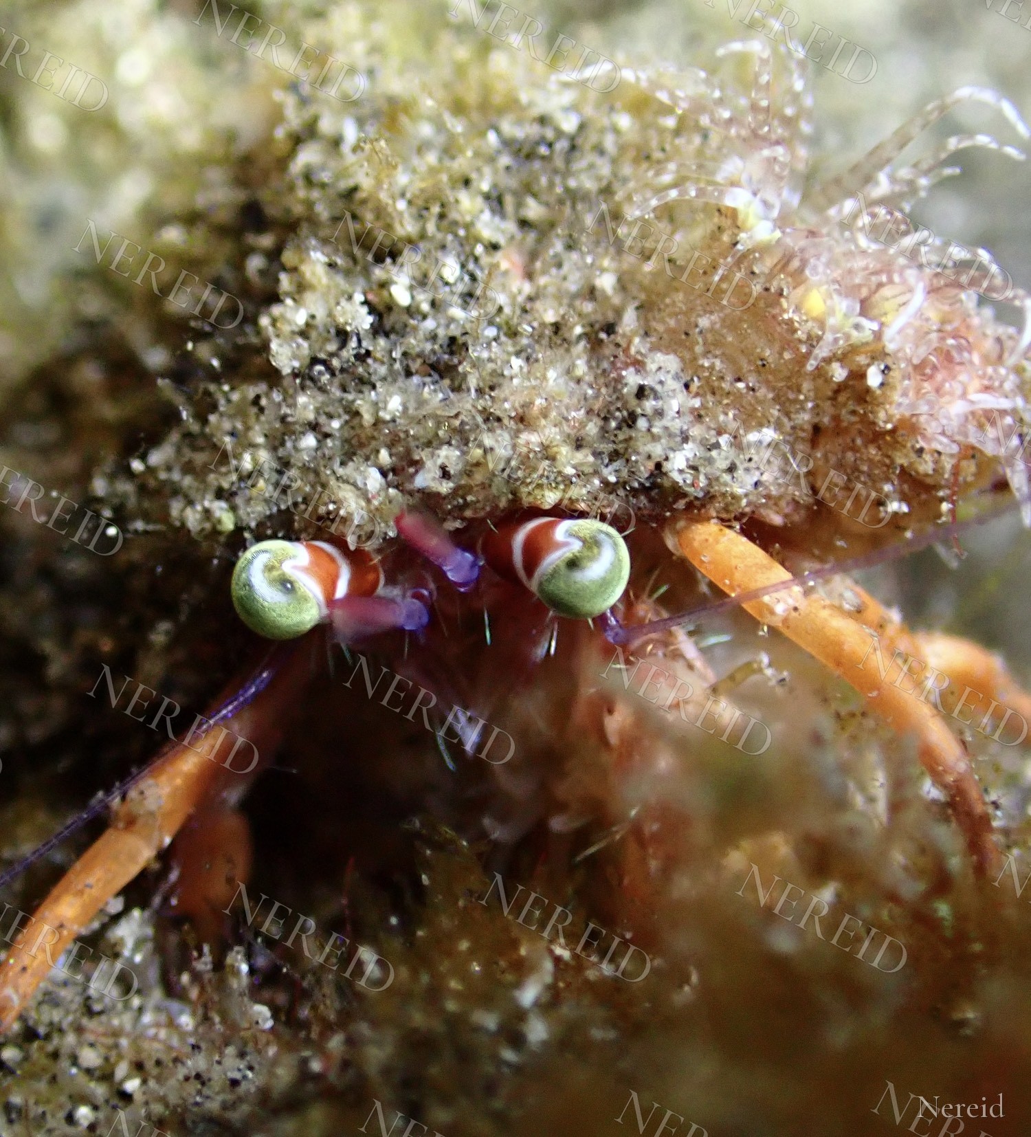 Close-up of an anemone hermit crab with green spiral eyes
