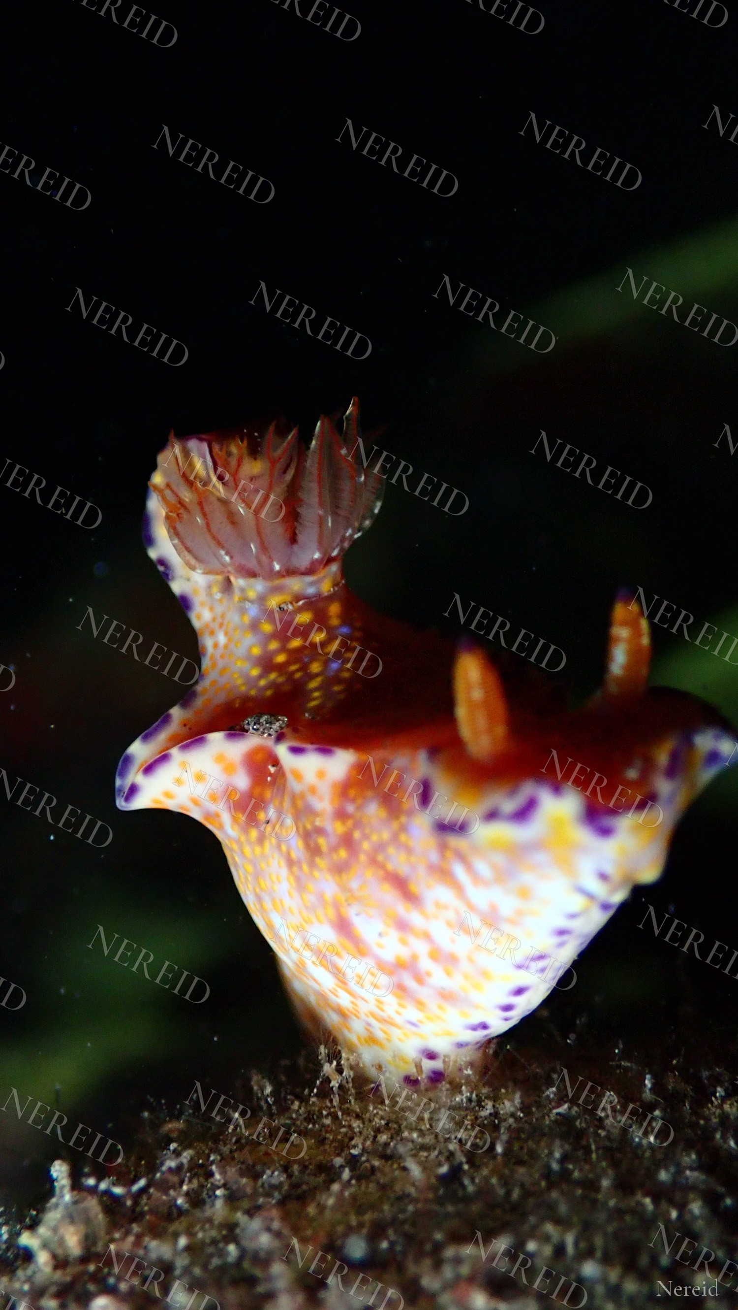 Hypselodoris nudibranch standing tall with orange and purple spots