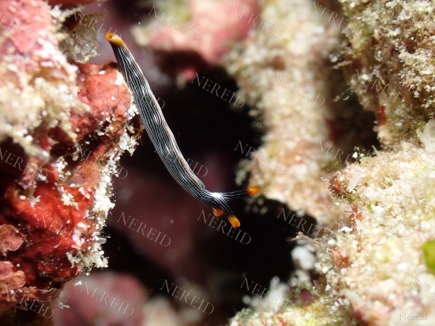 Lined sap-sucking slug hanging in open water with orange-tipped rhinophores