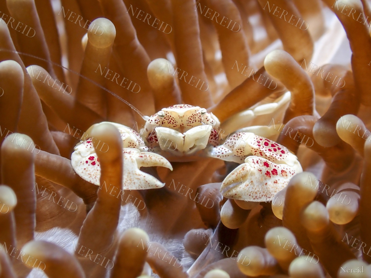 Porcelain crab facing the camera from inside an anemone