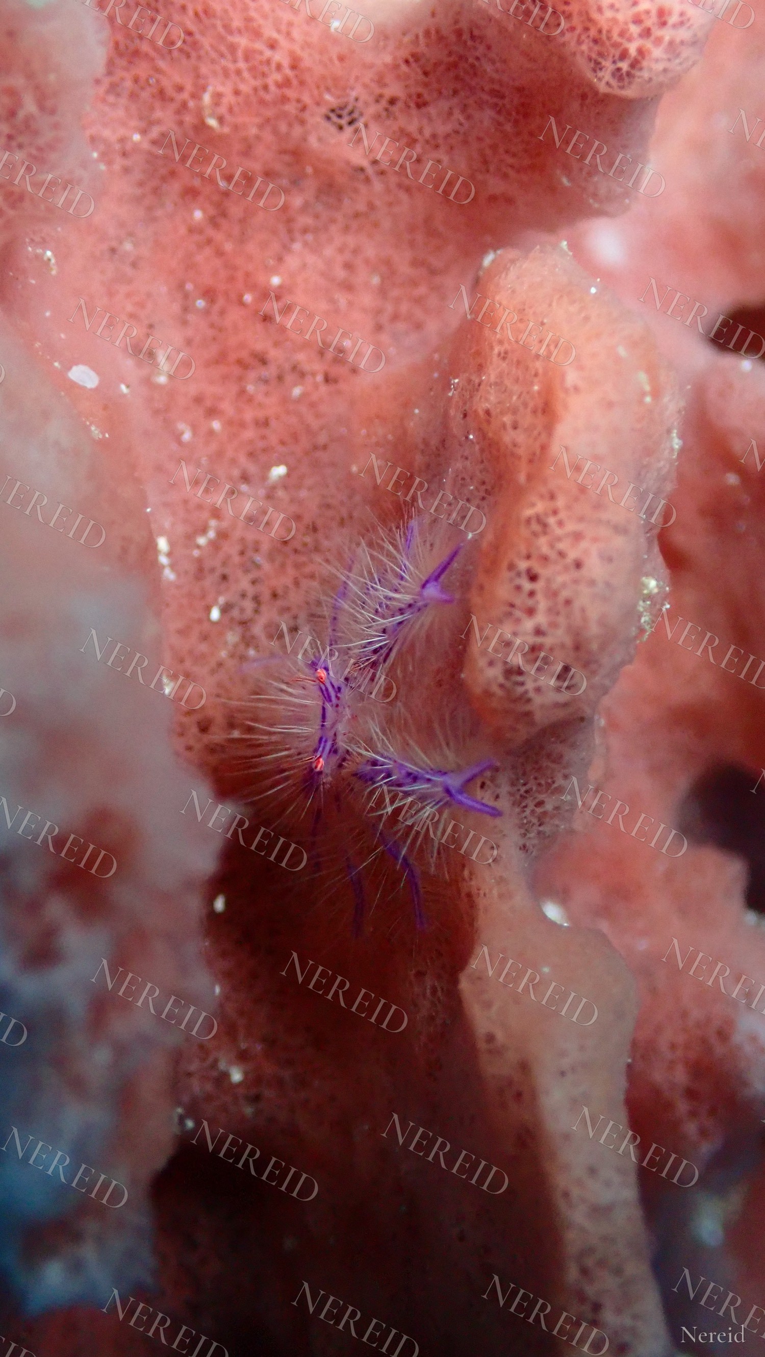 Hairy pink squat lobster with purple legs on an orange sponge