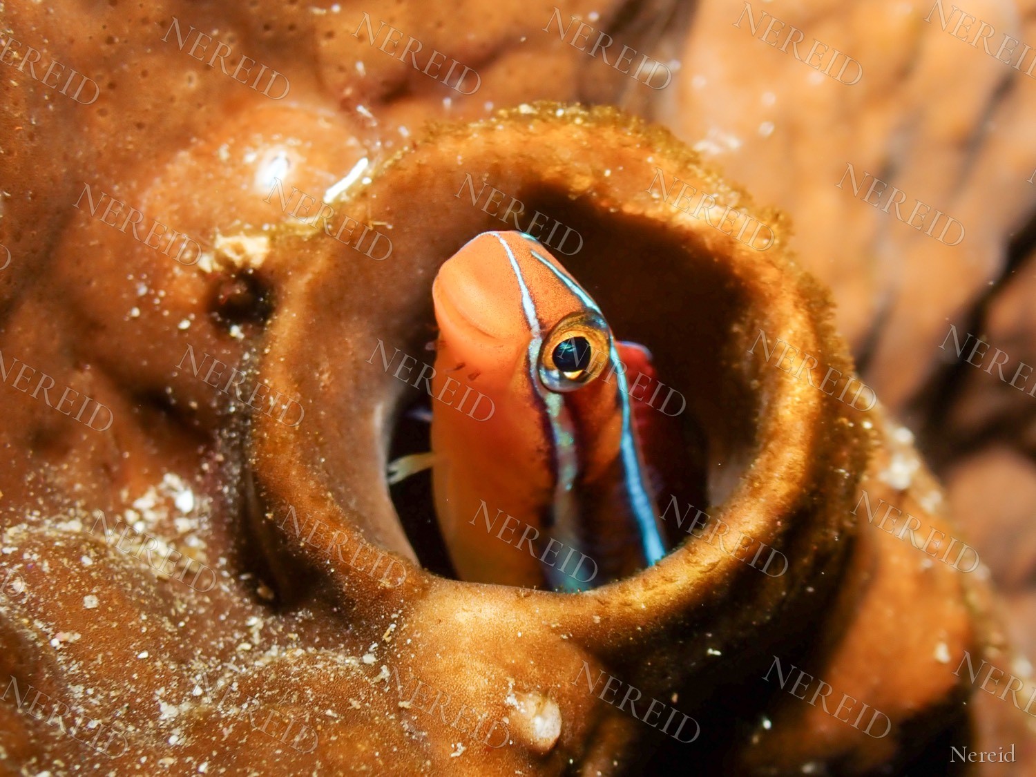 Striped triplefin looking out from a circular reef hole