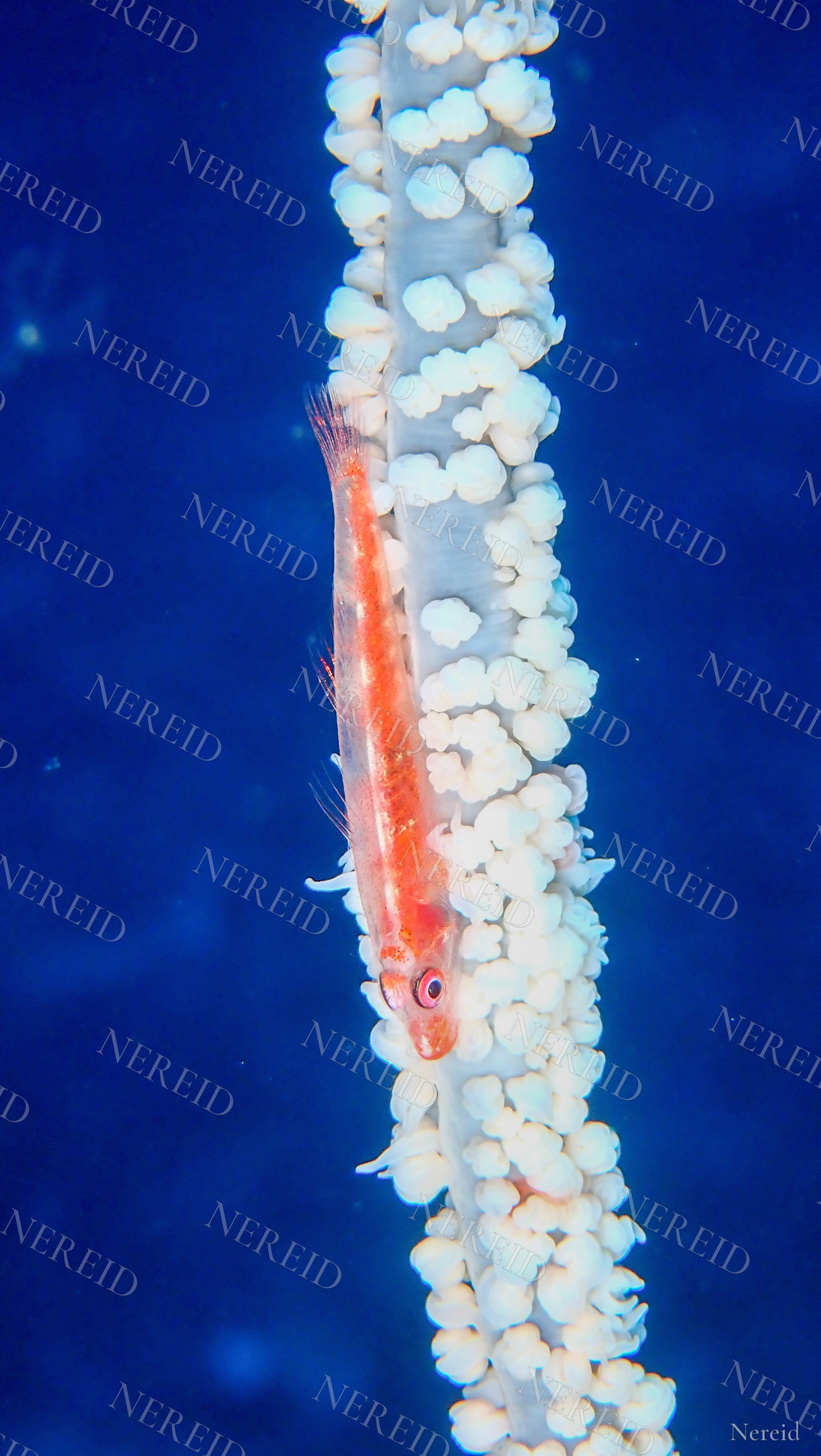 Whip coral goby facing down a white polyp-covered wire coral