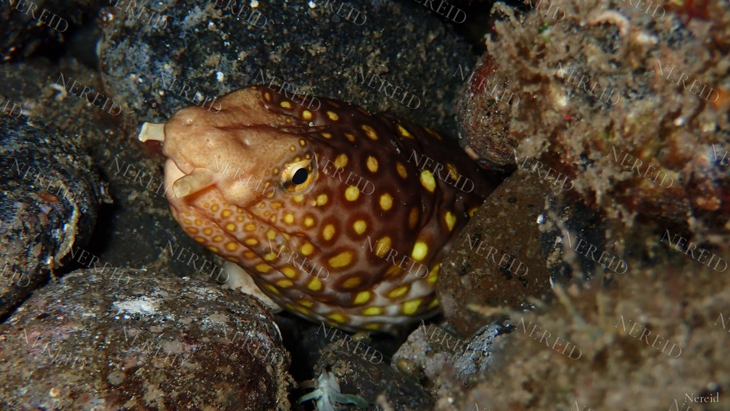 Yellow-spotted moray eel among dark reef rocks